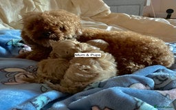 Maltipoo dogs for sale: Amazing Boy Maltipoos Ready 16th Oct - Image 6
