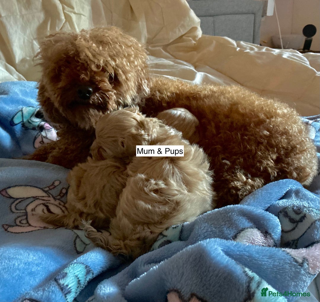Maltipoo dogs for sale: Amazing Boy Maltipoos Ready 16th Oct - Image 6