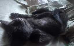 Domestic Shorthair cats for sale: British Shorthair x Black Domestic  - Image 5