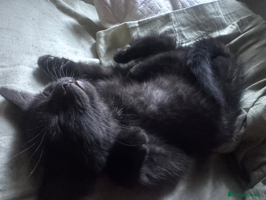 Domestic Shorthair cats for sale: British Shorthair x Black Domestic  - Image 5
