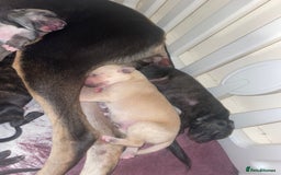 Mixed Breed dogs for sale: Stunning saluki greyhound puppies.  - Advert 3