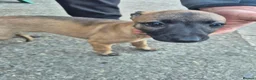 Whippet dogs for sale: Mixed Whippets  - Advert 17