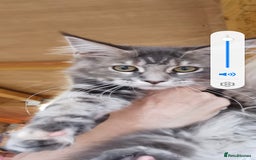 Maine Coon cats for sale: Full pedigree maine coon kittens for sale - Image 12