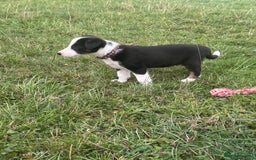 Border Collie dogs for sale: Working Collies  - Image 1