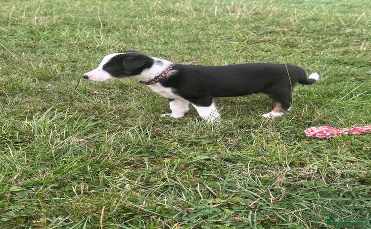 Border Collie dogs - Advert 1