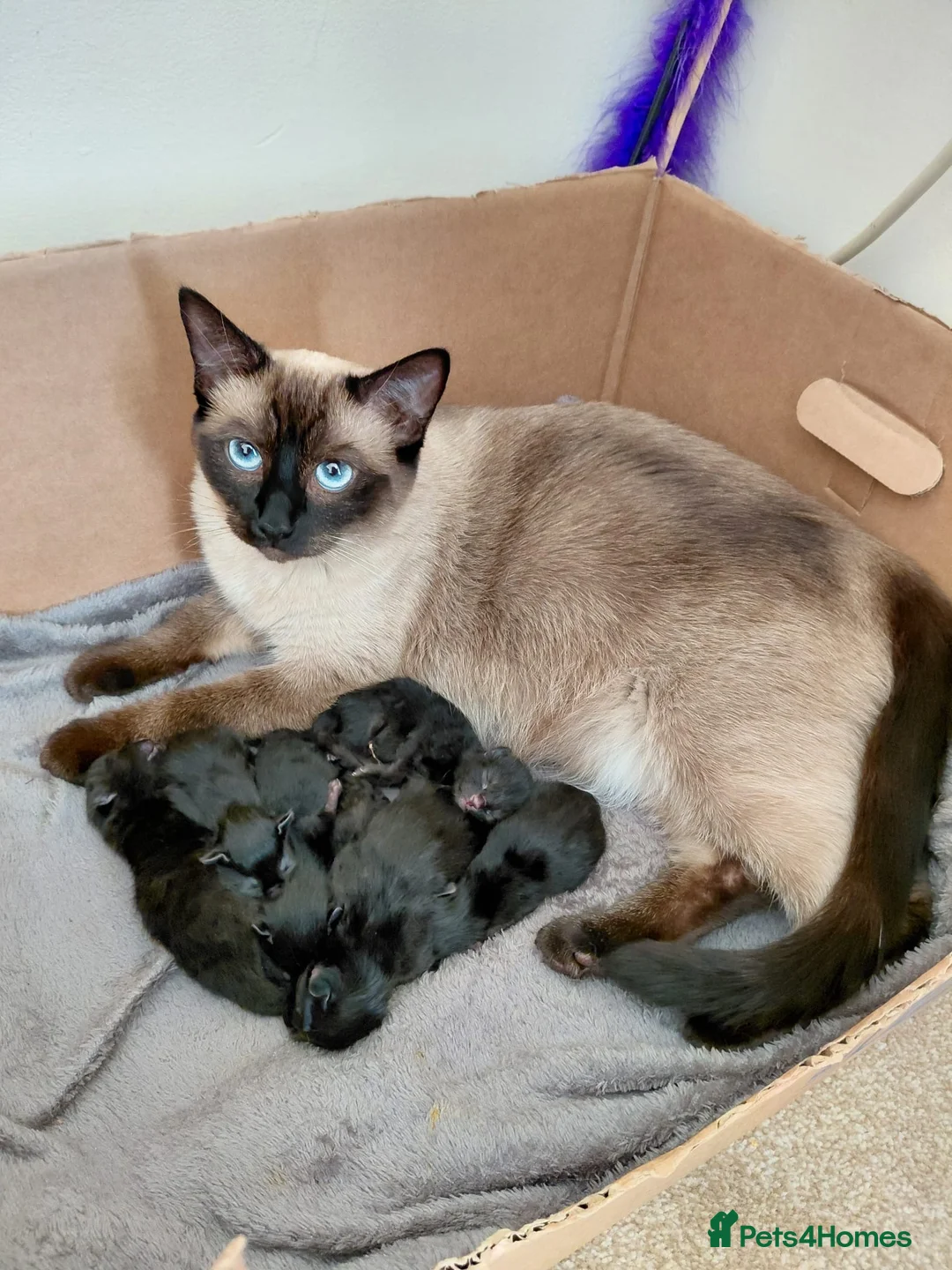 Mixed Breed cats for sale: Ragdoll X Bengal X Mainecoon mix kittens in Poole - Advert 3