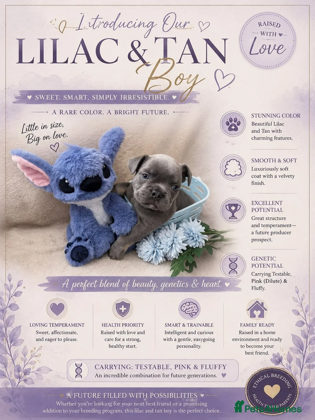 French Bulldog dogs for sale: Amazing frenchies for sale  - Advert 2
