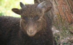 Sheep livestock for sale: Registered Ouessant Ewe Lambs and Wethers - Image 3
