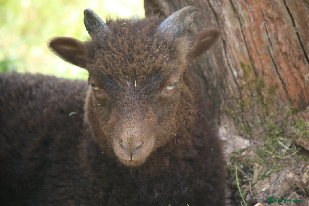 Sheep livestock for sale: Registered Ouessant Ewe Lambs and Wethers - Image 3