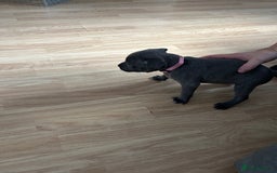 Staffordshire Bull Terrier dogs for sale: Beautiful blue Staffordshire puppies for sale 🐾 - Image 6