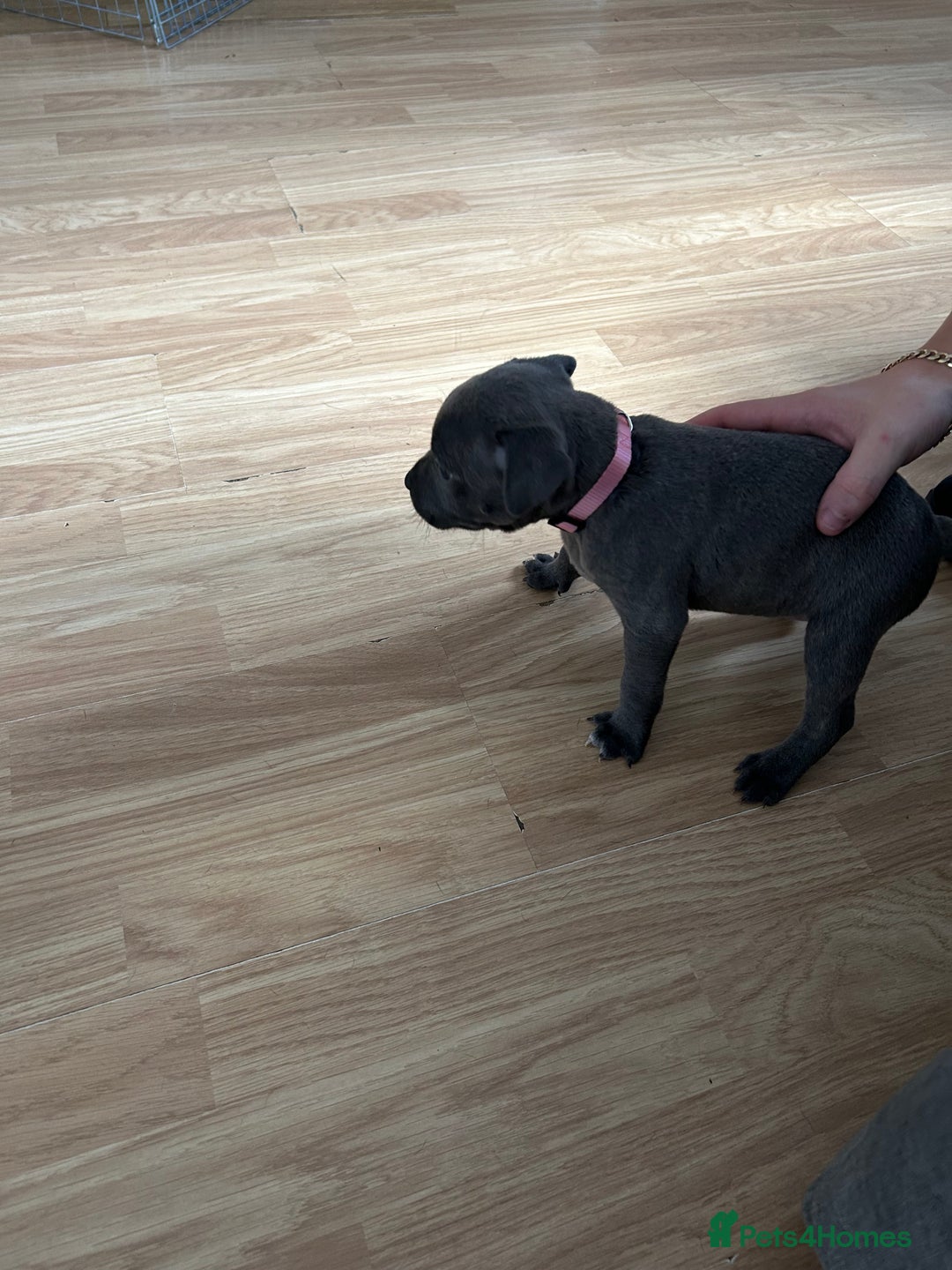 Staffordshire Bull Terrier dogs for sale: Beautiful blue Staffordshire puppies for sale 🐾 - Image 6