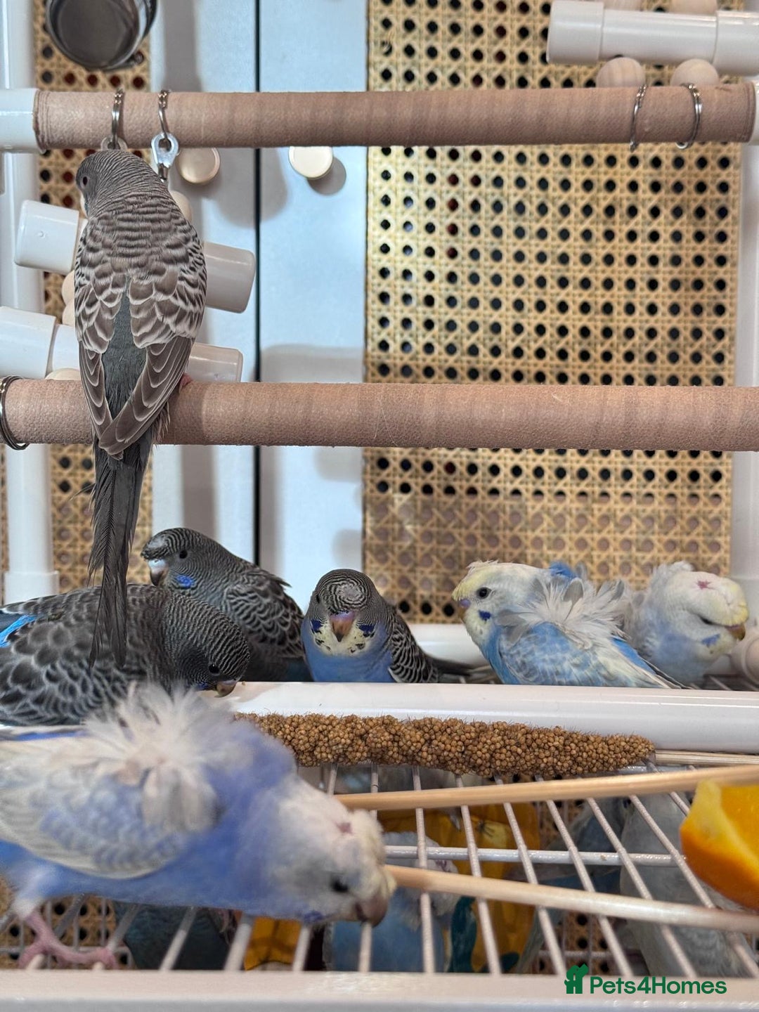 Budgerigars birds for sale: Blackface,blackwing,spilt-helicopter baby budgies  - Advert 5