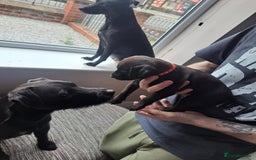 Patterdale Terrier dogs for sale: Patterdale pups - Image 4