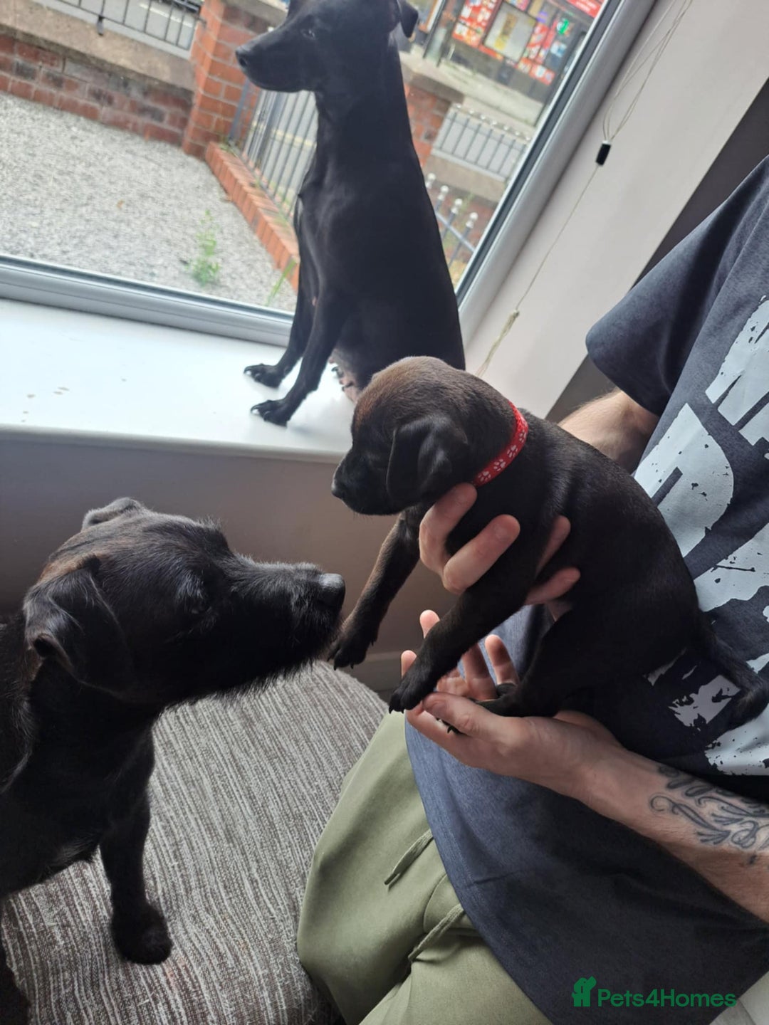 Patterdale Terrier dogs for sale: Patterdale pups - Image 4