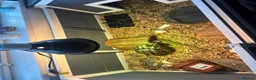 Hermann Tortoise reptiles for sale: Hermans tortoise in Shepperton - Advert 3