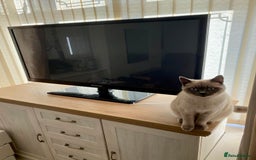 British Shorthair cats for sale: BRITISH SHORTHAIR (Female)  - Image 2