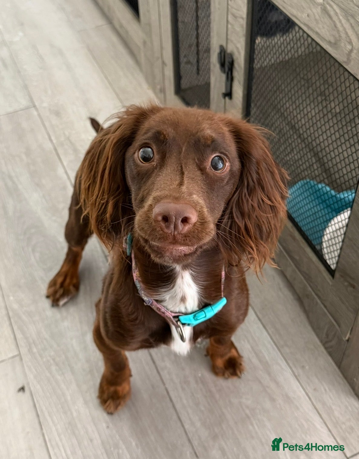 Cocker Spaniel dogs Cocker Spaniel 2 years old rehoming - Advert 1
