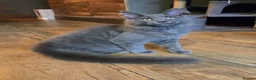 Maine Coon cats for sale: GCCF Blue Maine Coon litter ready to go - Advert 8