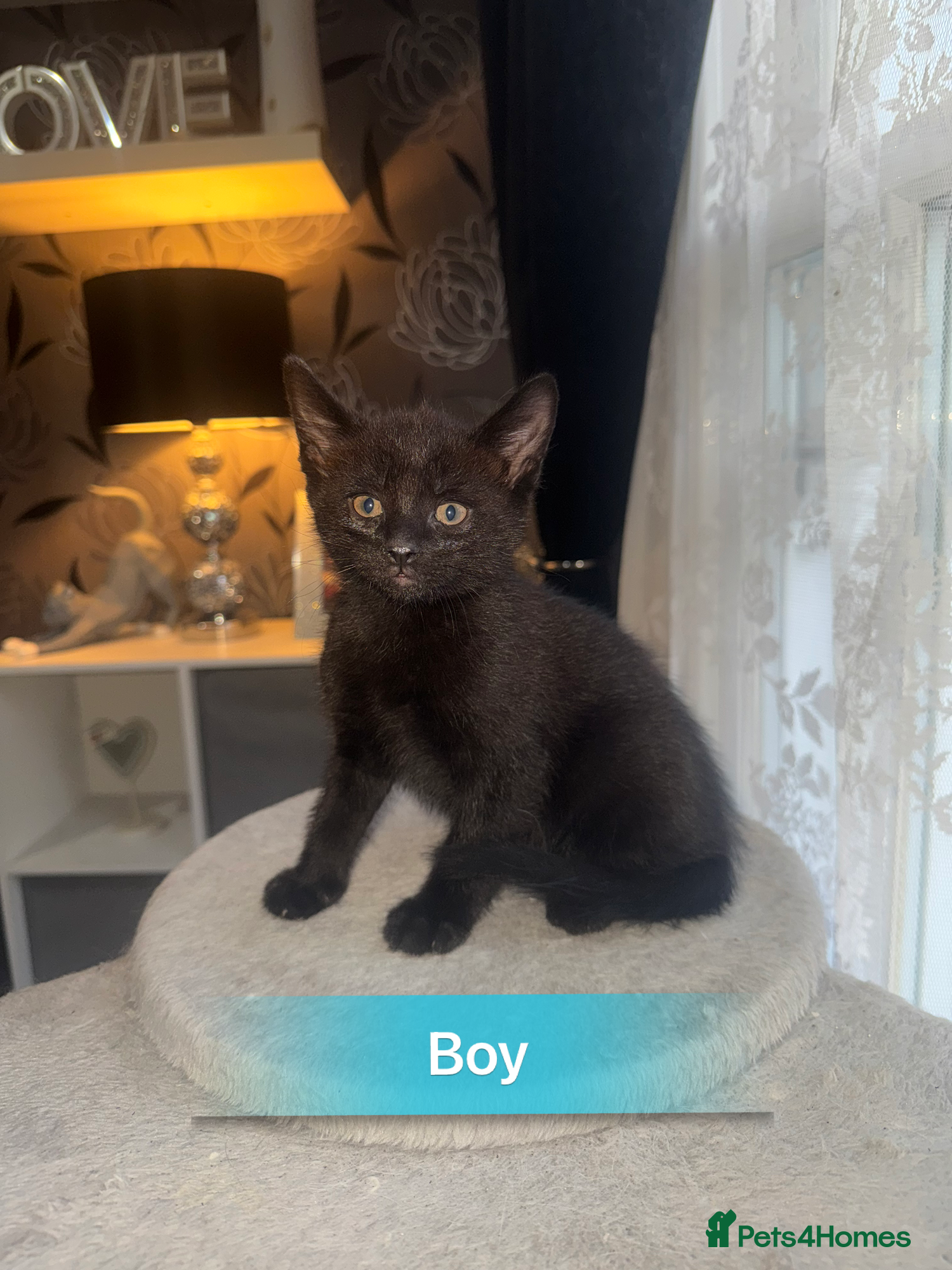 Mixed Breed cats for sale: 6 beautiful chunky kittens  - Advert 4