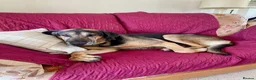 Mixed Breed dogs for adoption: Our Boy Apollo needs a foster or forever home  - Advert 2