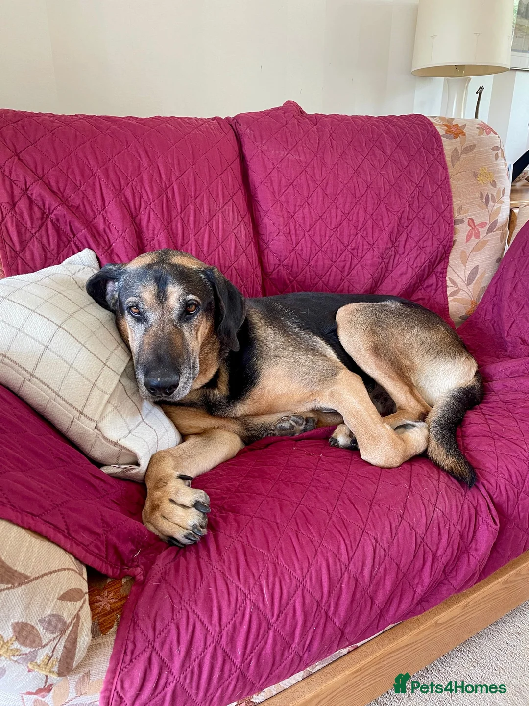 Mixed Breed dogs for adoption: Our Boy Apollo needs a foster or forever home  - Advert 2