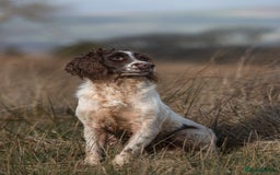 English Springer Spaniel dogs for stud: Field Trial Winner Ribblebrook Rocky @ Stud - Image 6