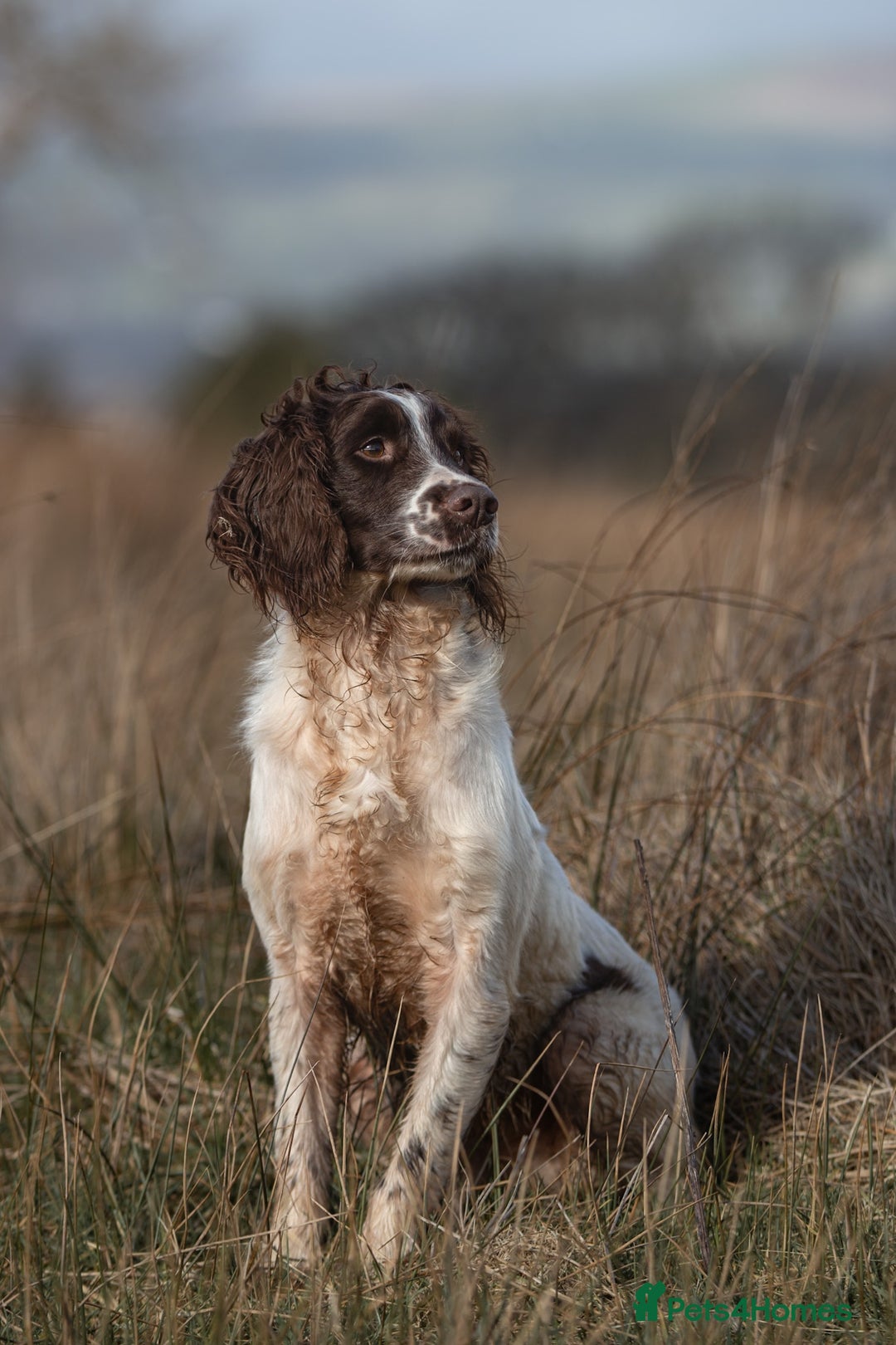 English Springer Spaniel dogs for stud: Field Trial Winner Ribblebrook Rocky @ Stud - Image 6