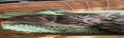 Mixed Breed cats for sale: Two adorable long fur kittens for sale in Telford - Advert 10