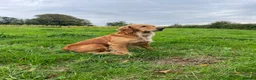 Golden Retriever dogs for sale: Beanie - Wonderful working golden retriever  - Advert 1
