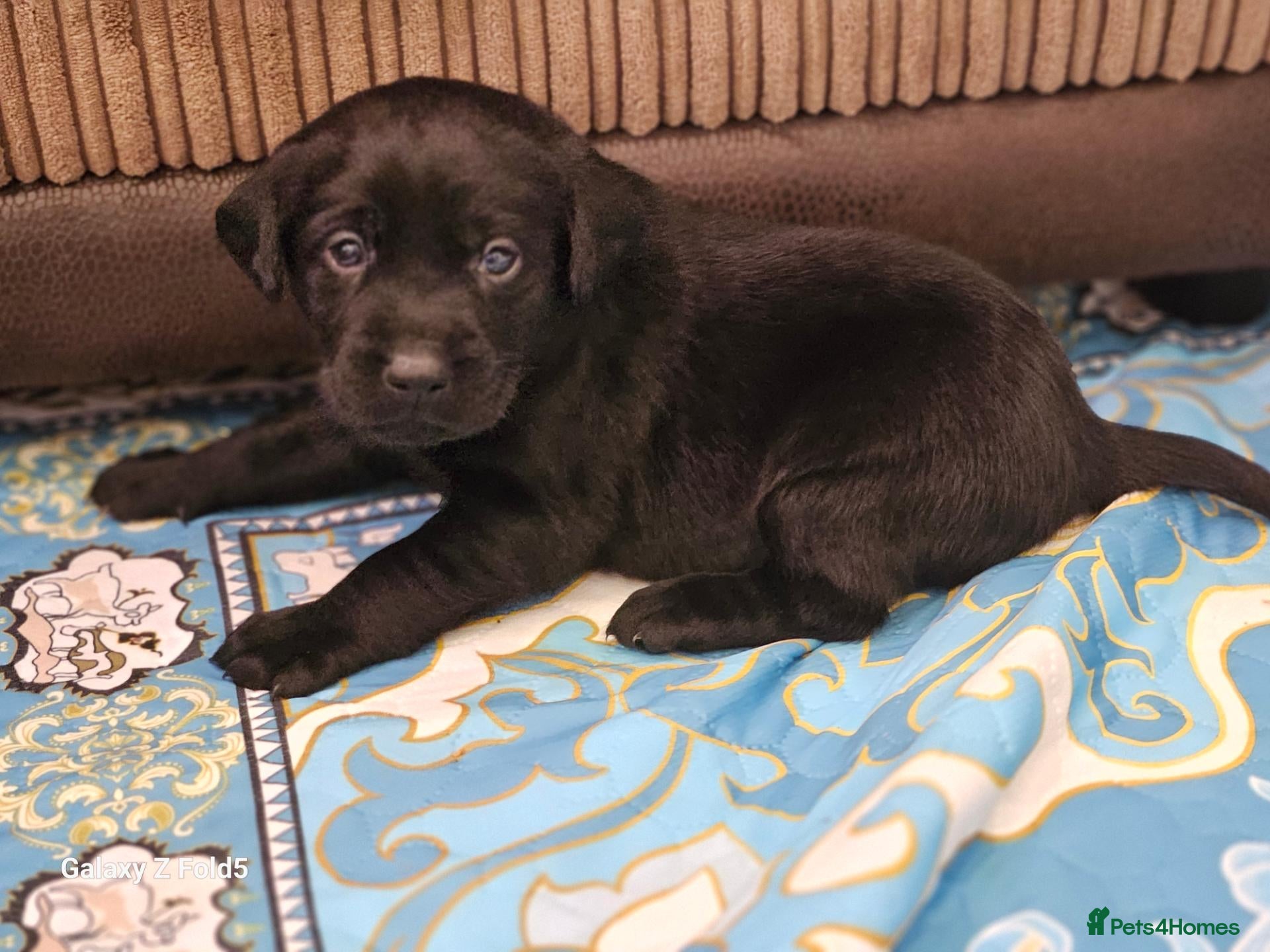 Labrador Retriever dogs KC REG STUNNING BLACK LITTER HEALTH TESTED PARENTS - Advert 4
