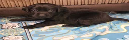 Labrador Retriever dogs for sale: KC REG STUNNING BLACK LITTER HEALTH TESTED PARENTS - Advert 3