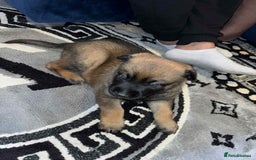 Belgian Shepherd Dog dogs for sale: Belgian shepereds puppies  - Image 2