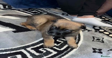 Belgian Shepherd Dog dogs - Advert 15