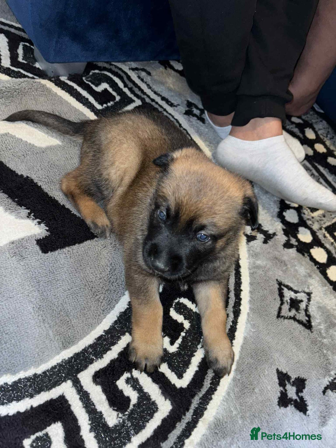 Belgian Shepherd Dog dogs for sale: Belgian shepereds puppies  - Image 2