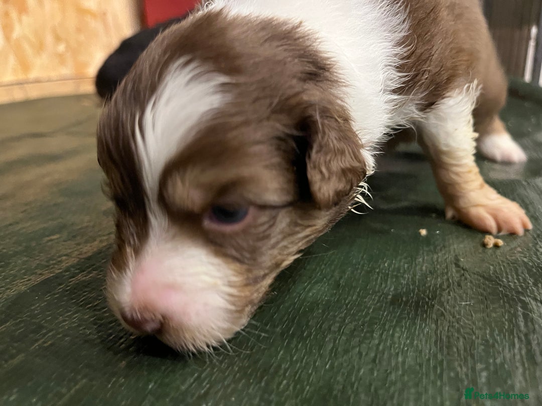 Australian Shepherd dogs for sale: Australian Shepherd litter Devon - Advert 11