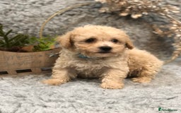 Poochon dogs for sale: Tiny babies ❤️❤️❤️ - Advert 18