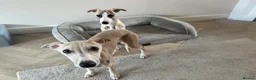Whippet dogs for sale: Whippet Puppies in Redcar - Advert 2