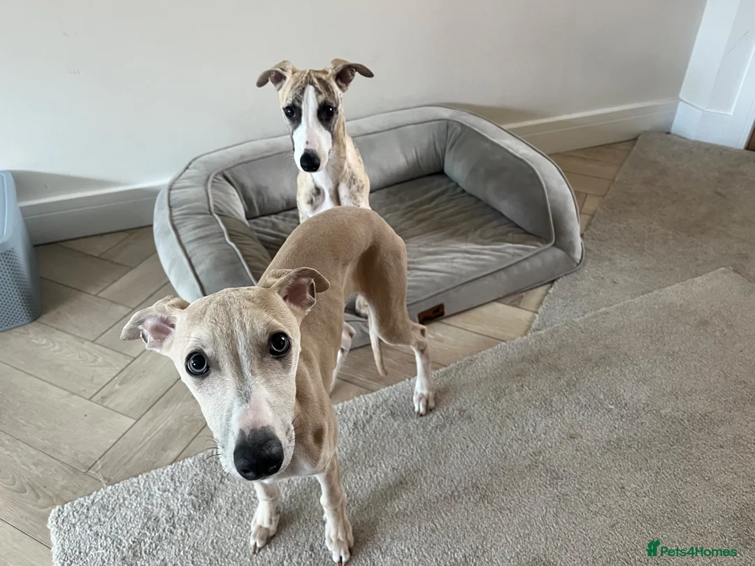 Whippet dogs for sale: Whippet Puppies in Redcar - Advert 2