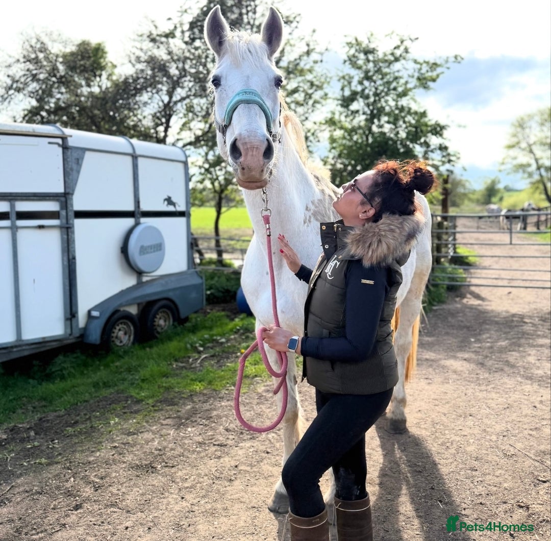 Irish Draught horses for sale: Gorgeous Grey Mare - Image 7