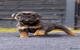 English Bulldog dogs for sale: English Bulldog puppies  - Image 16