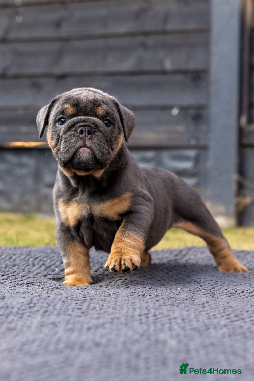 English Bulldog dogs for sale: English Bulldog puppies  - Image 16