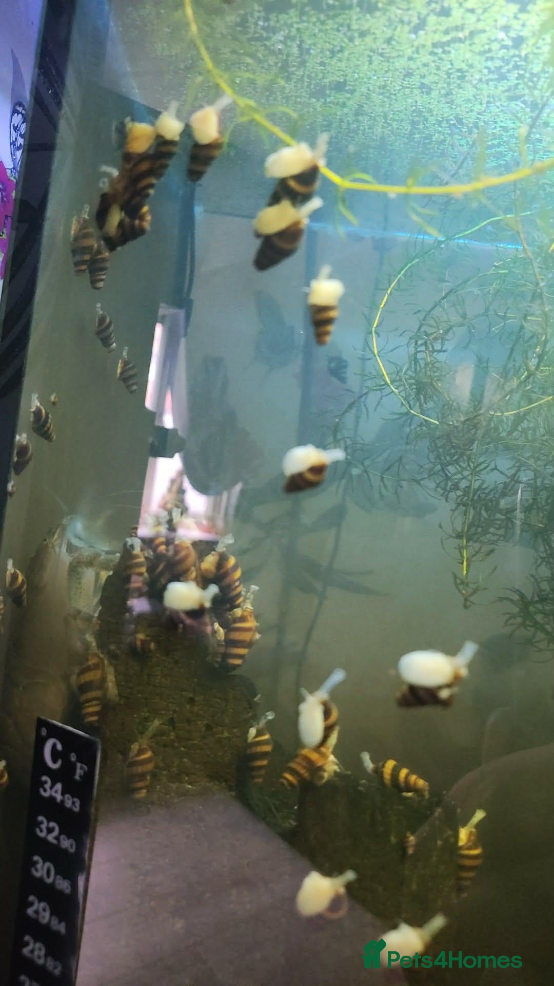 Snails fish assassin snails - Advert 1