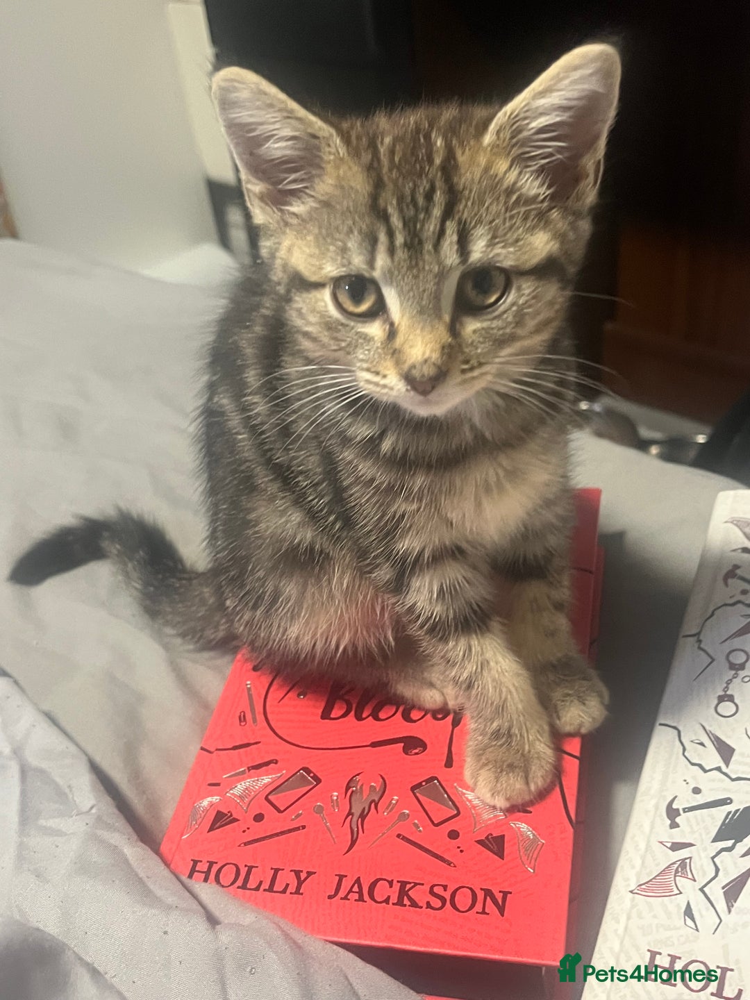 Mixed Breed cats for sale: 8 Month old kitten mixed breed - Advert 7