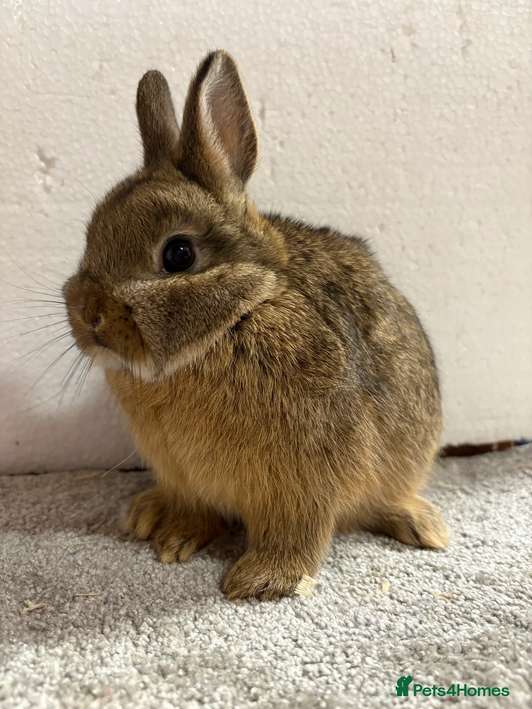Netherland Dwarf rabbits for sale: Netherland Dwarf Baby Bunny  - Advert 4