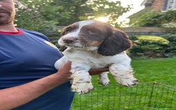 English Springer Spaniel dogs for sale: Traditional English springer spaniels  - Image 5