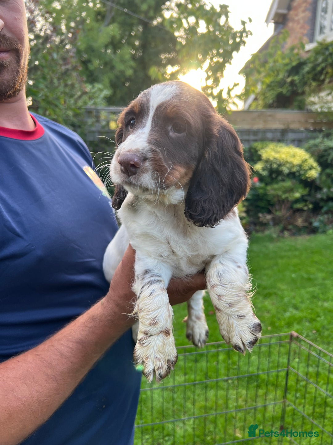 English Springer Spaniel dogs for sale: Traditional English springer spaniels  - Image 5