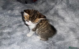 Domestic Shorthair cats for sale: Beautiful Kittens looking for a forever home - Image 7