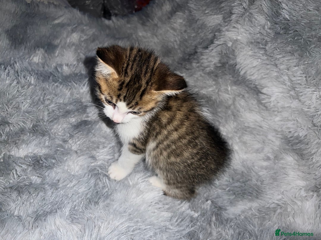Domestic Shorthair cats for sale: Beautiful Kittens looking for a forever home - Image 7