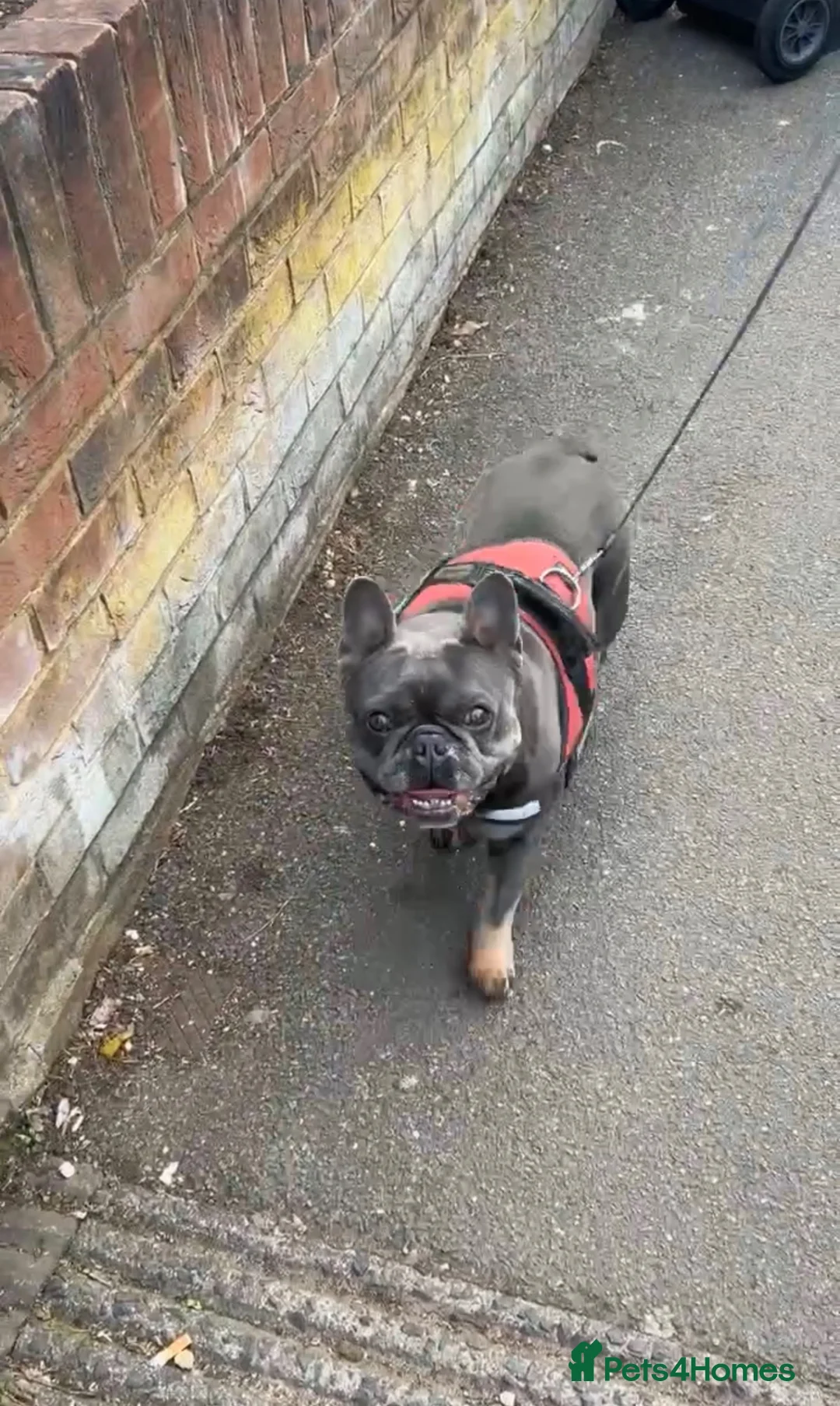 French Bulldog dogs for sale: French Bulldog Puppies- Full of love personality - Advert 7