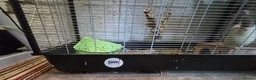 Rat rodents for sale: 5 male rats with large Savic Cage in York - Advert 8